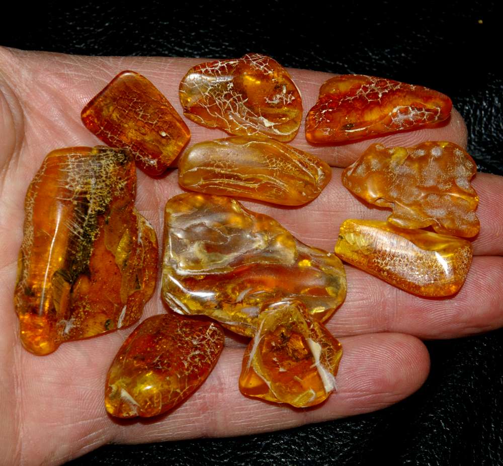 insects in Balic amber for sale