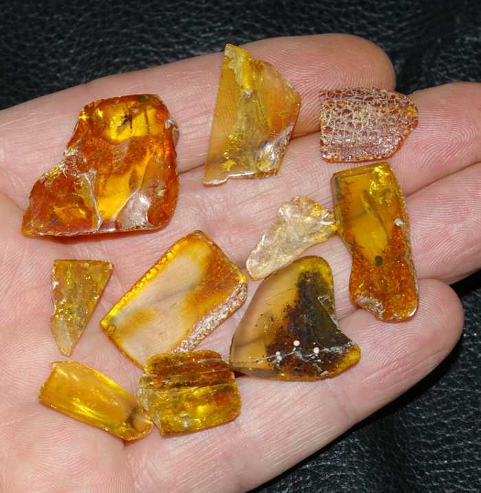 inclusions in Balic amber