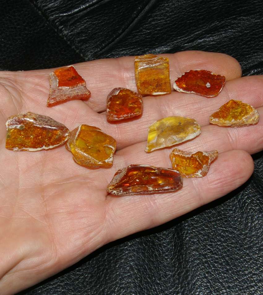 insects in Balic amber