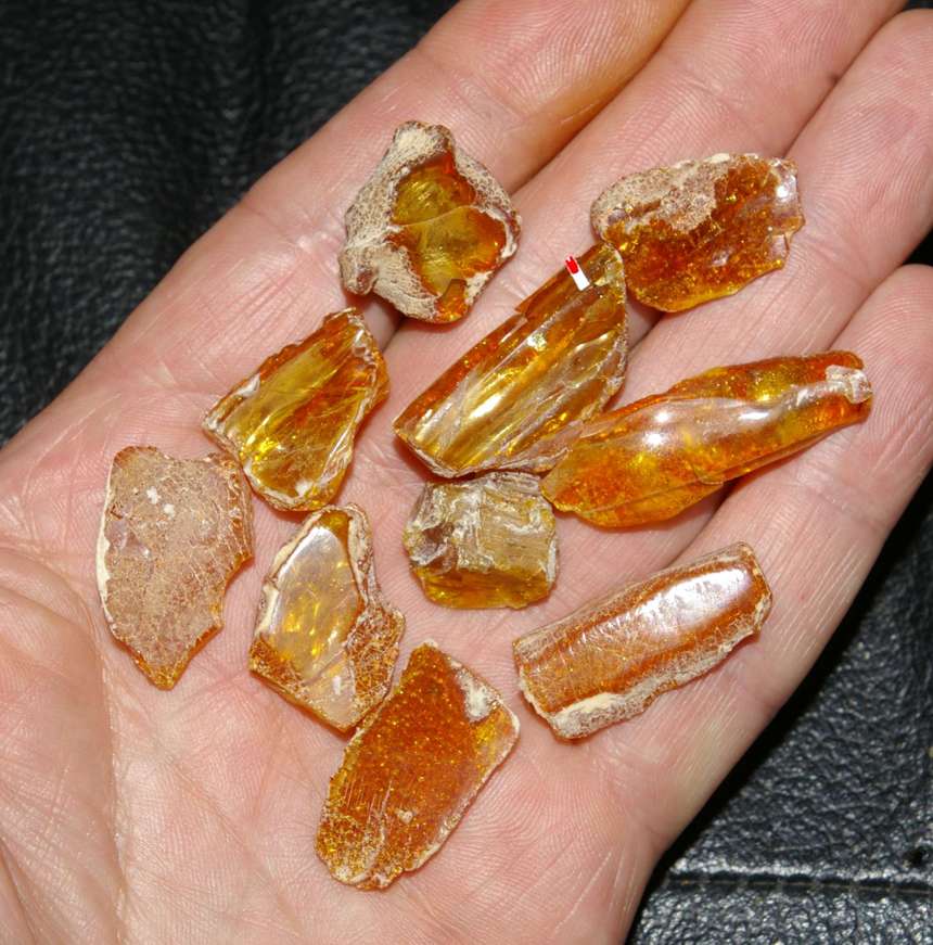 photos/inclusions in amber.jpg