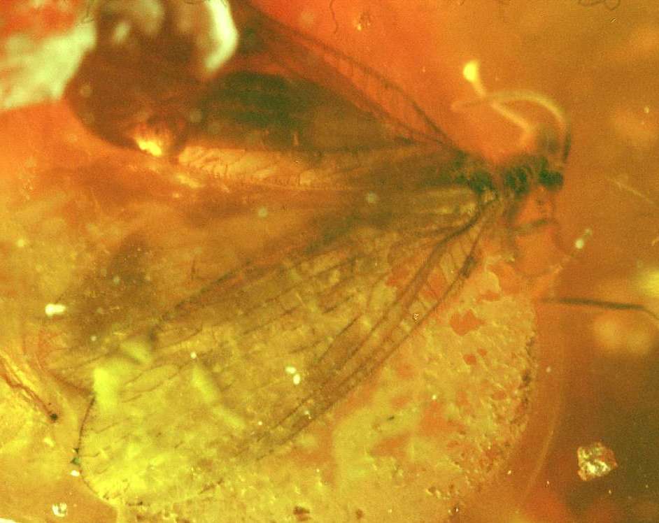 Lacewing in amber