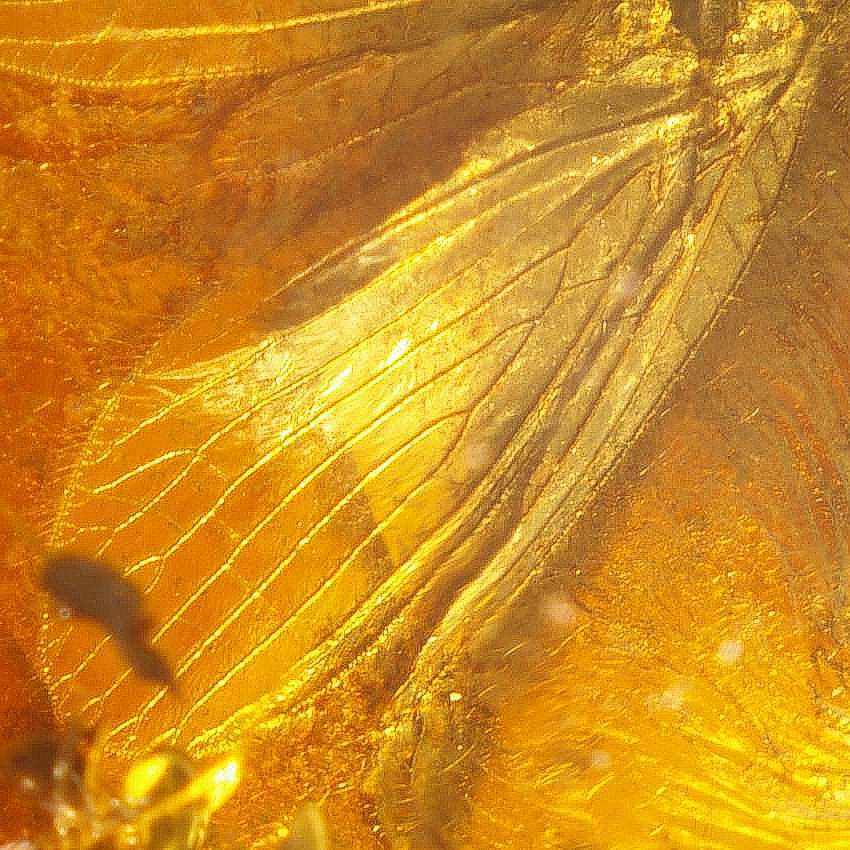 Neuroptera in amber