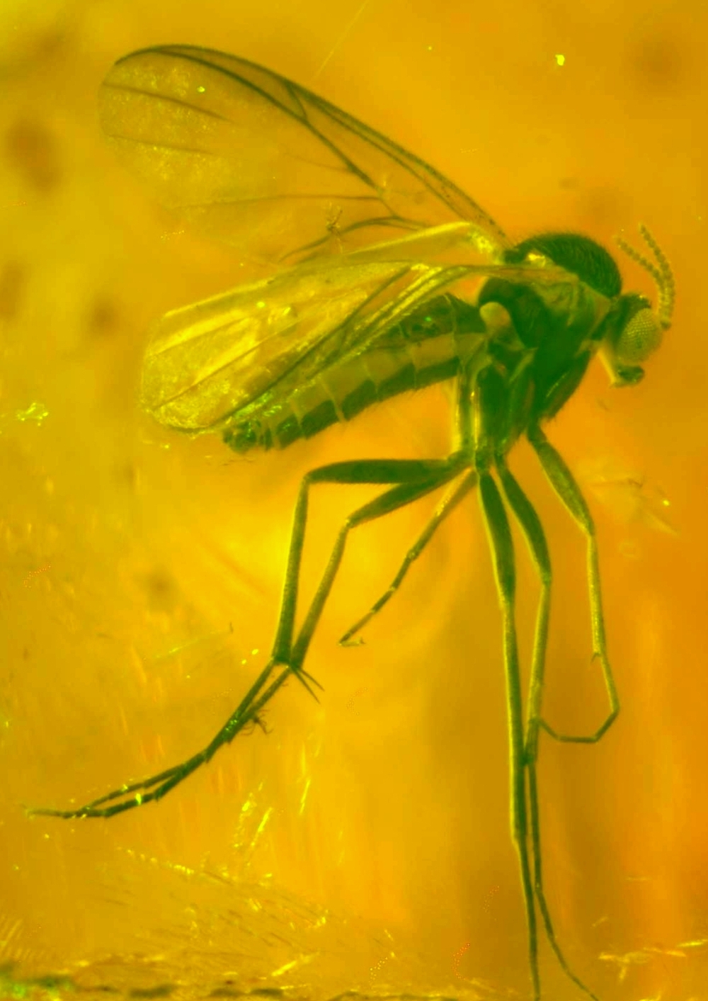 Fossils fly in amber