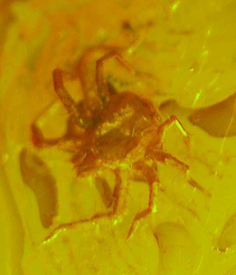 Fossil Mite in amber
