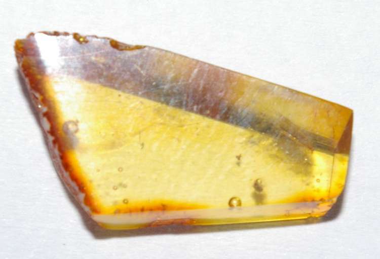 Fossil Acarina in amber