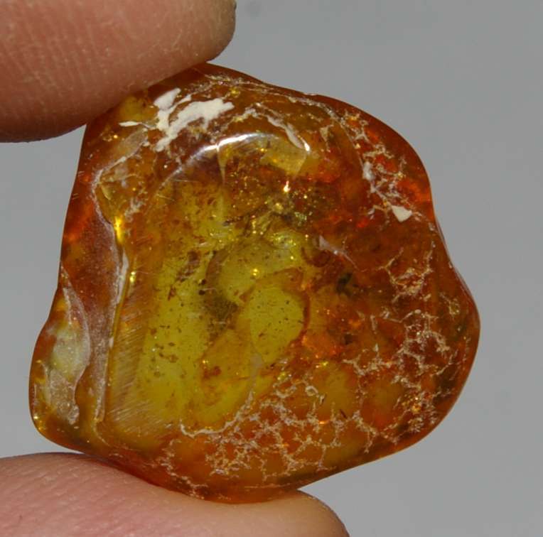Inclusions in Baltic amber