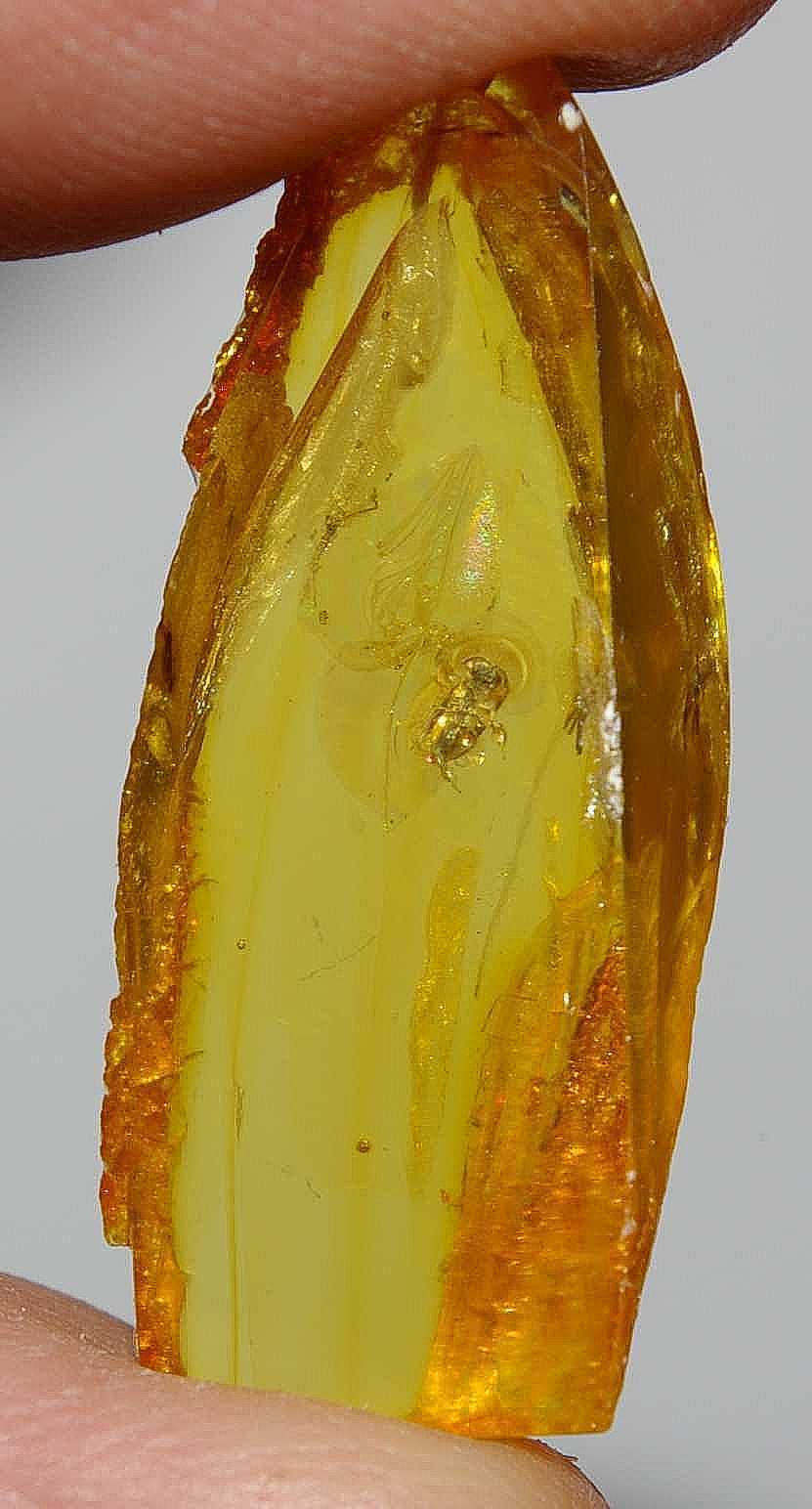fossil wasp in amber