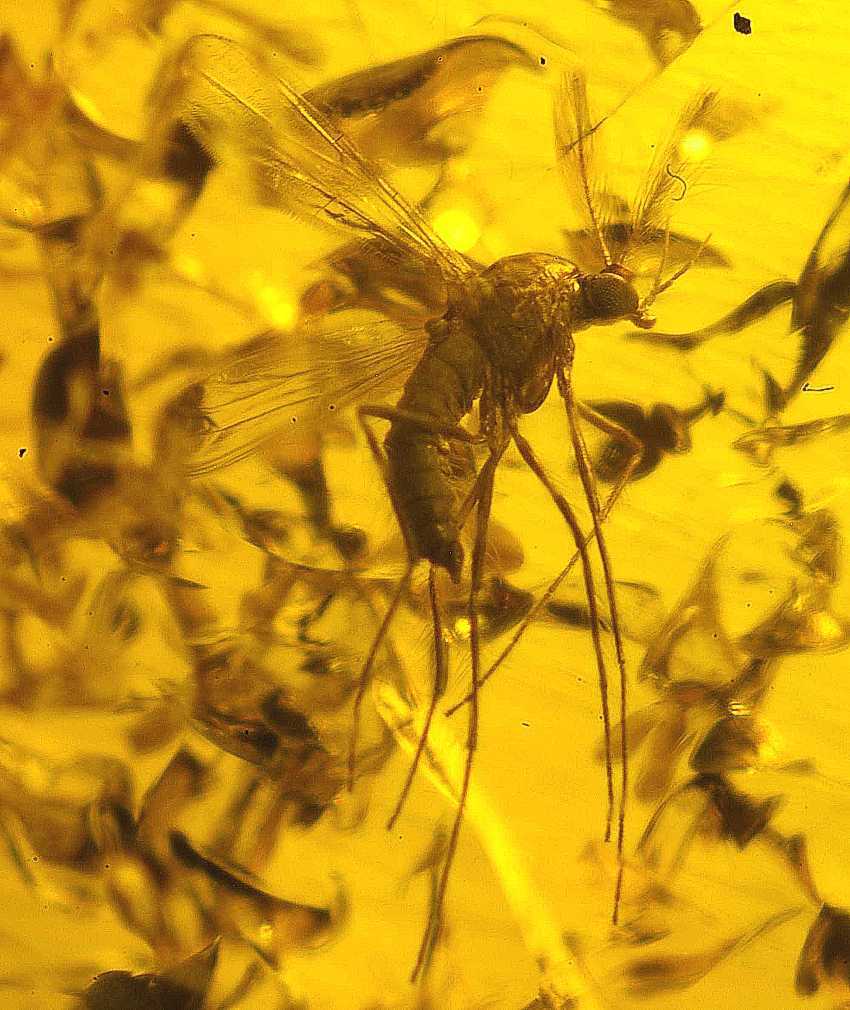 Fossil fly.jpg
