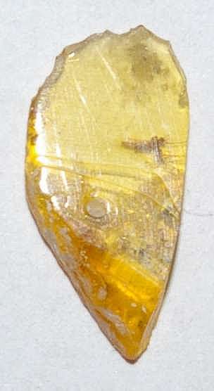 Inclusion in Baltic amber