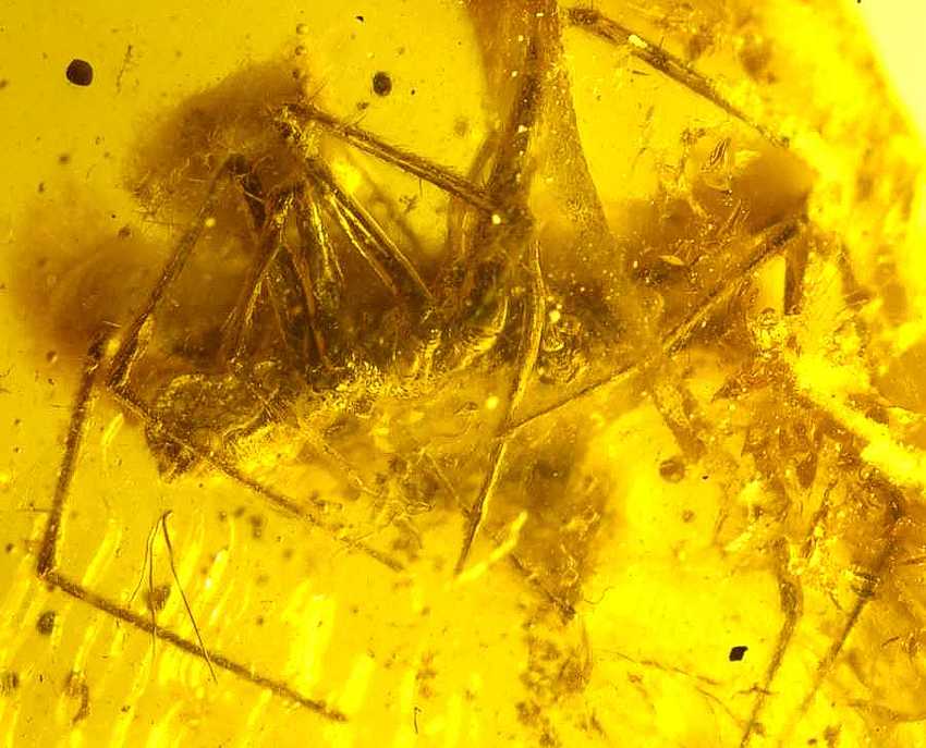 Fossil spider in genuine Baltic amber