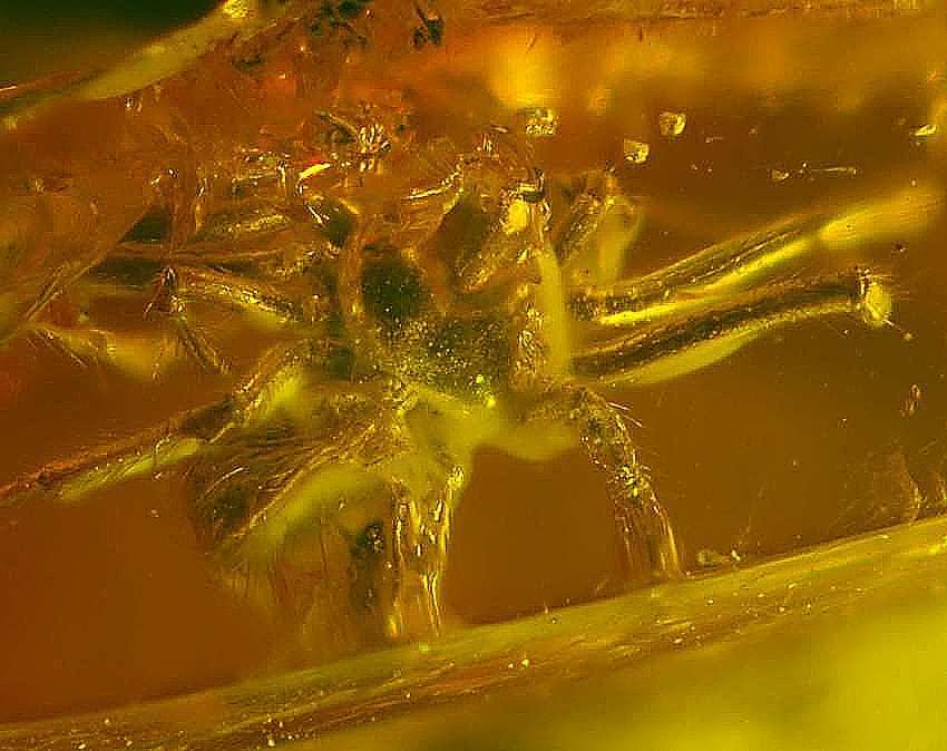 Eocene Fossil Spider