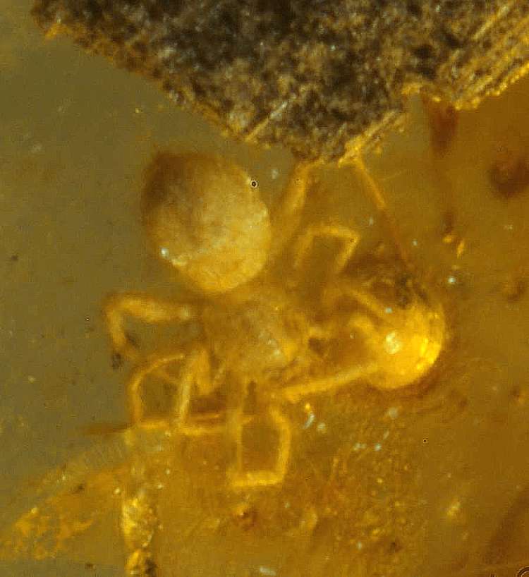 fossil spider