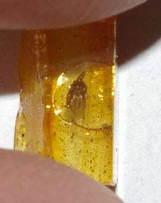 Hersiliidae in amber