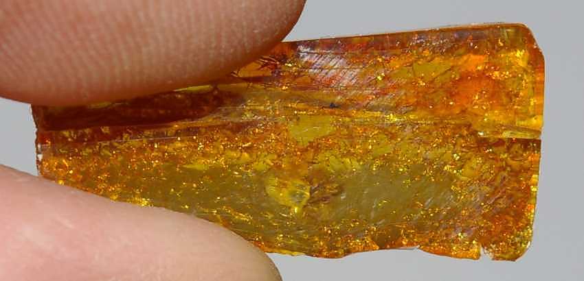 spider in Baltic amber