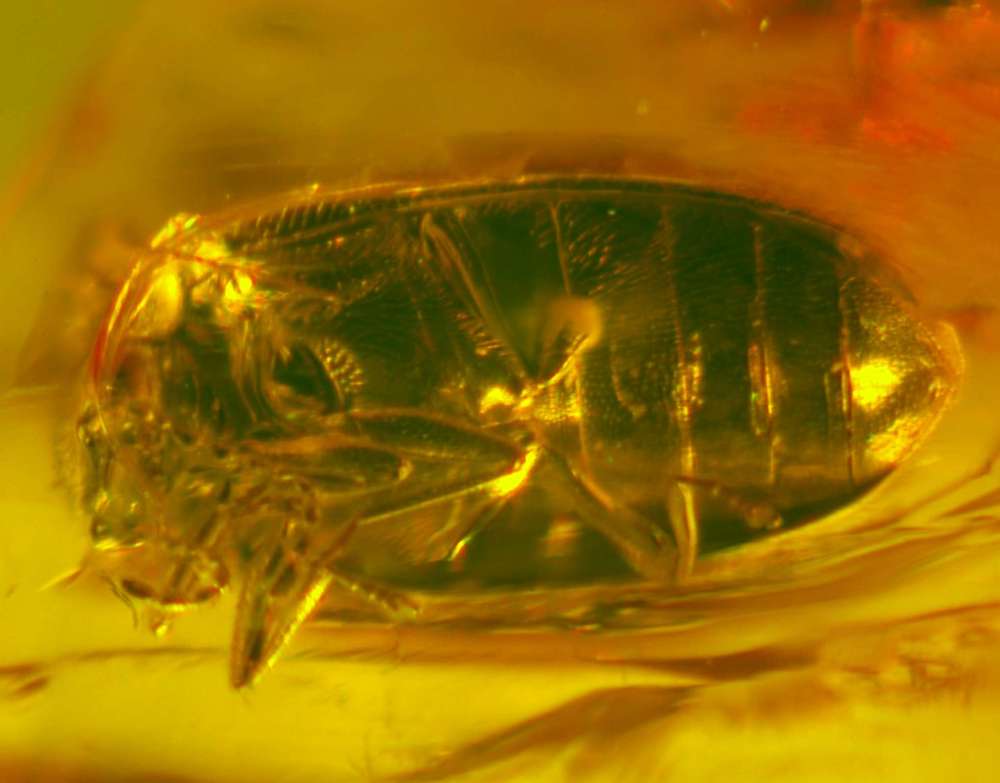 Fossil Beetle in Baltic amber 