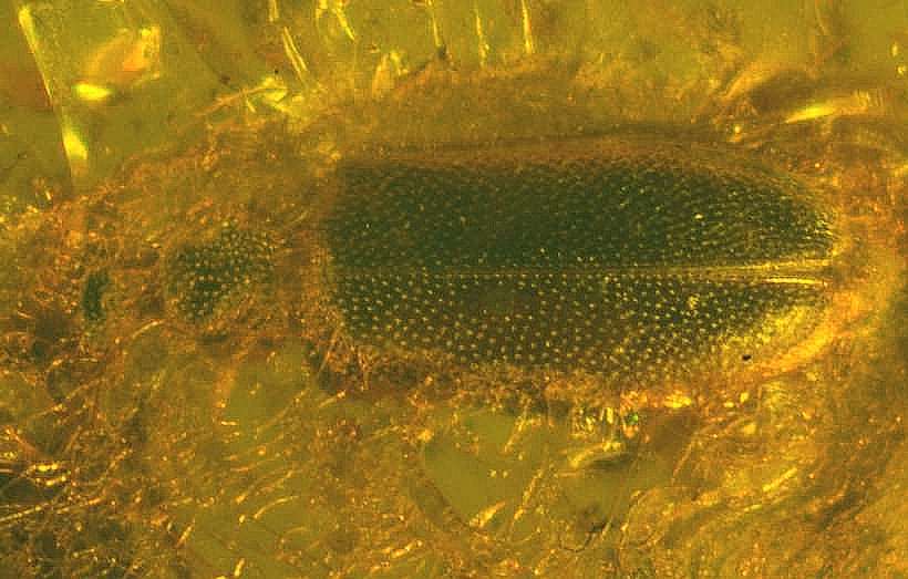 Authicidae fossil in amber