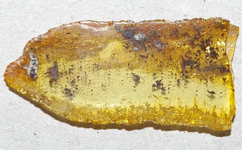 Authicidae fossil in amber