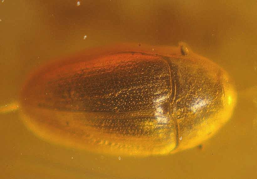 Fossil beetle Throscidae