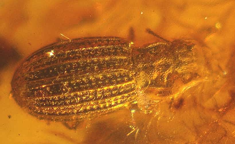 Fossil beetle Lathridiidae