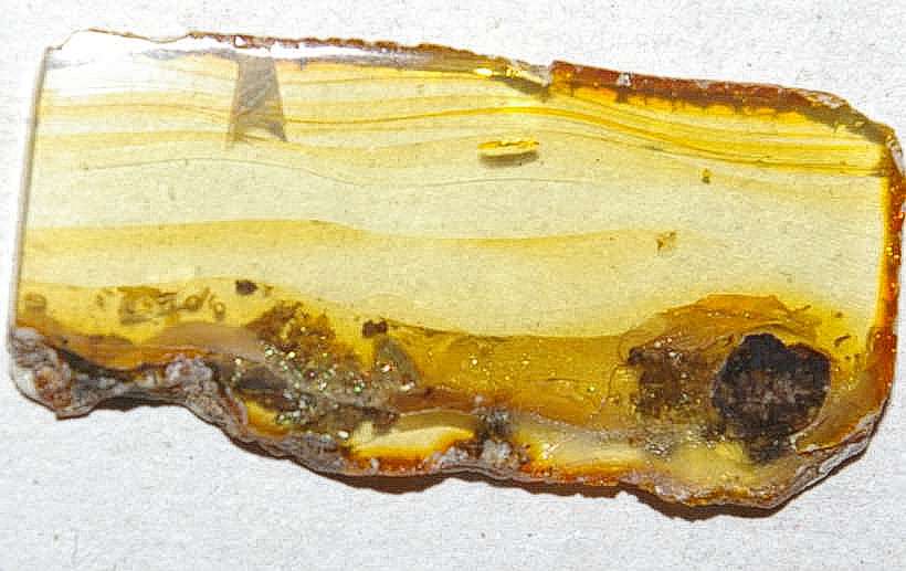 Lathridiidae fossil in amber