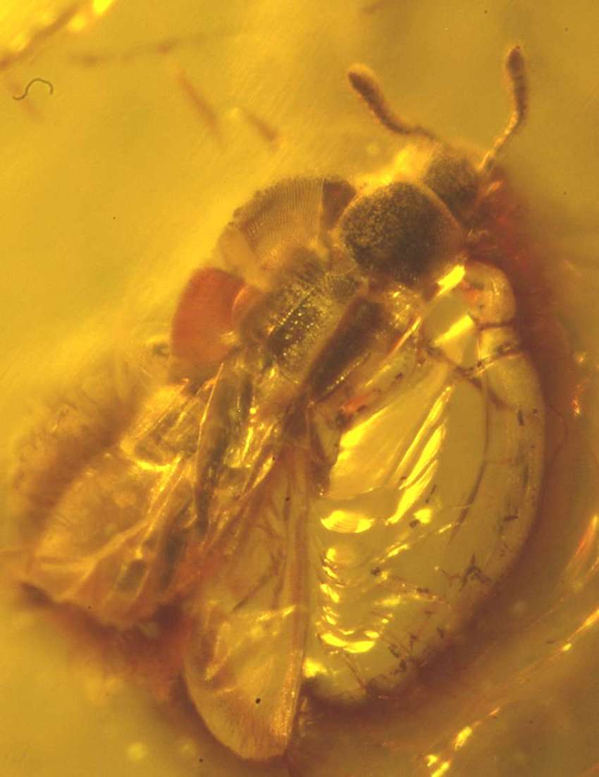 Fossil beetle Staphylinidae