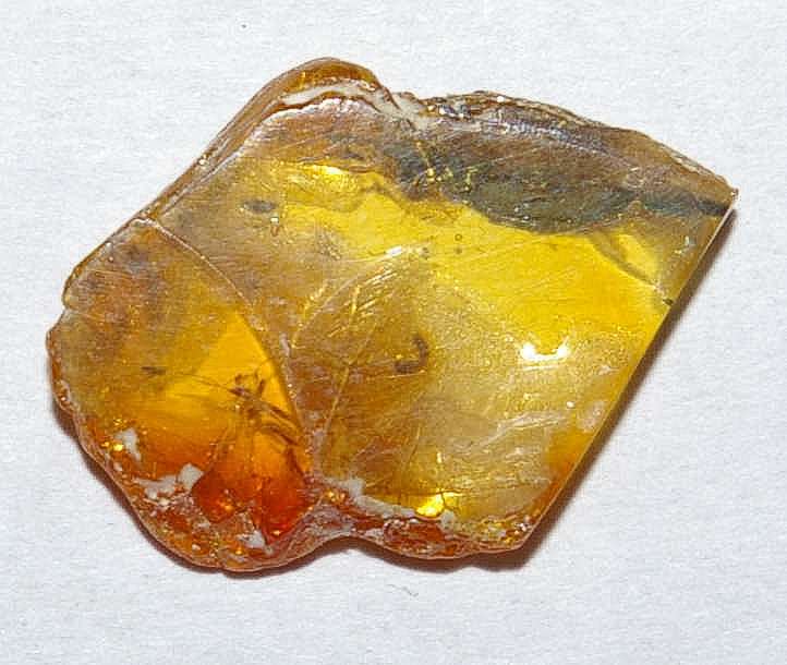 fossil in amber