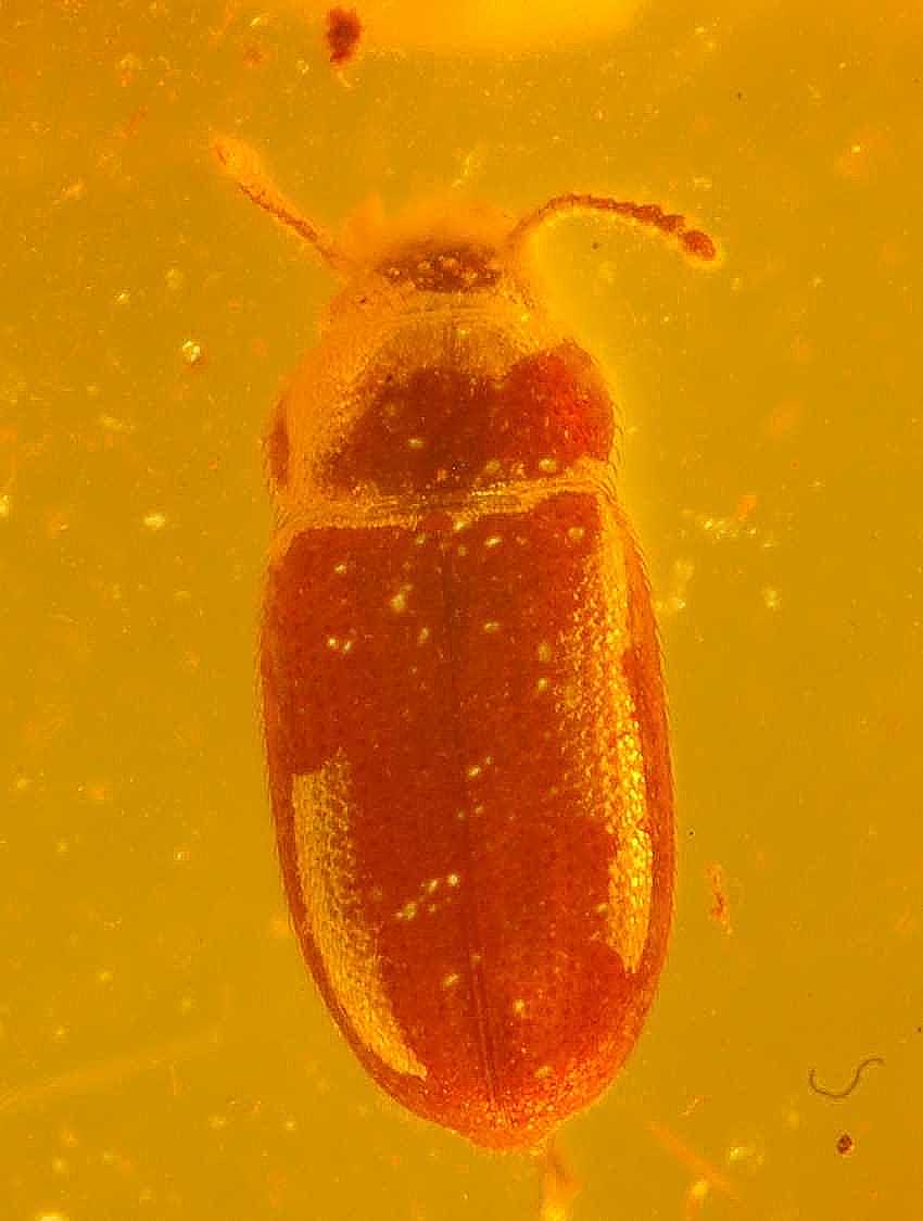 Fossil  beetle in amber