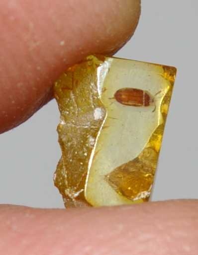Mycetophagidae fossil in amber