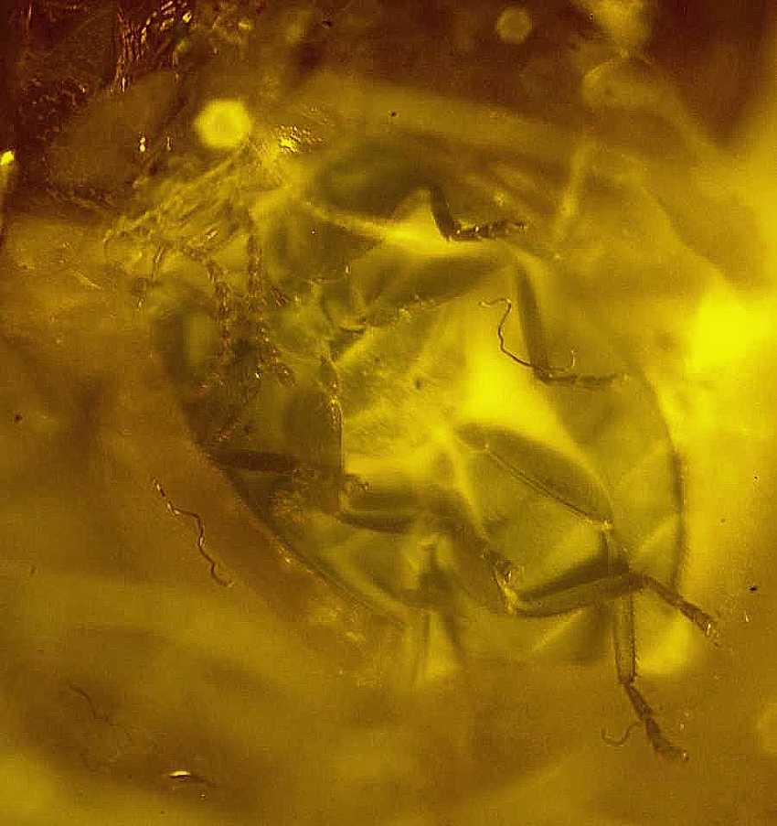 Fossil insects in Baltic amber