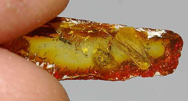 FFossil insects in Baltic amber