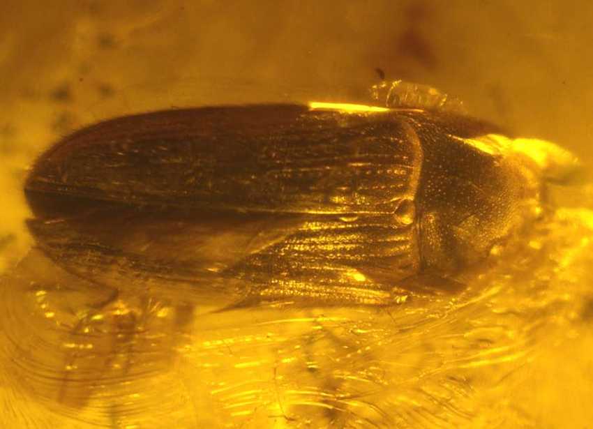 Fossil insect in Baltic amber