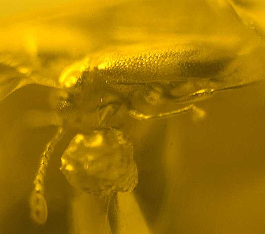 Fossil beetle in Baltic amber