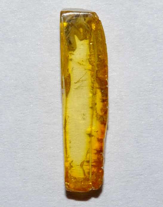  beetle Staphylinidae in amber