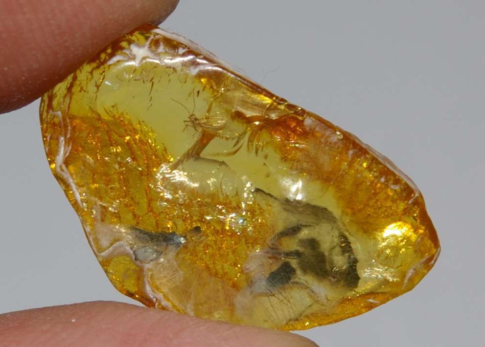 Fossil Coccid in amber