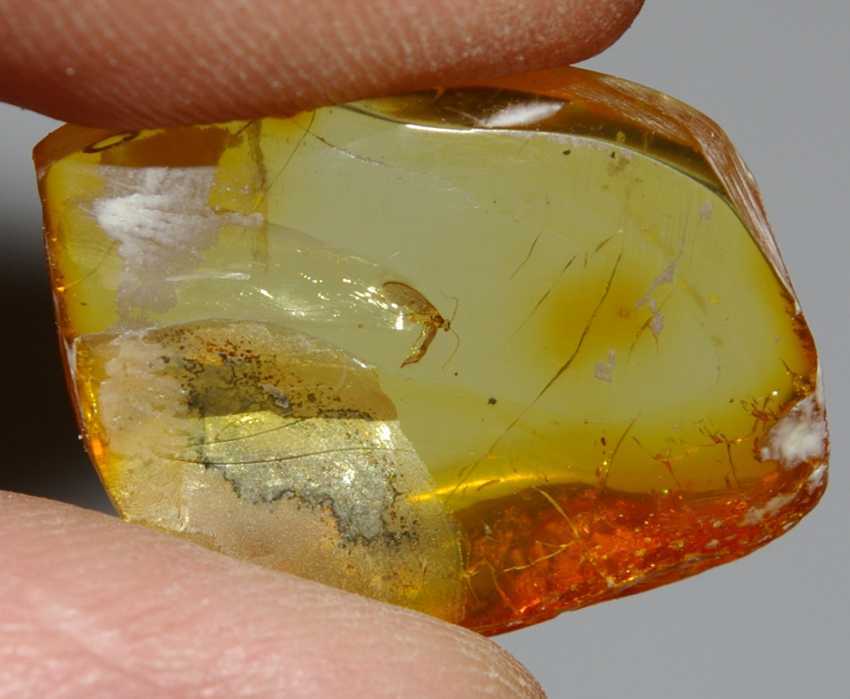 Coccid fossil in amber.jpg