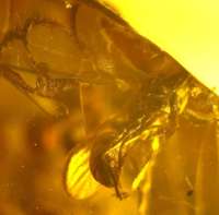 fossil ant in Baltic amber