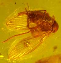  insect in amber