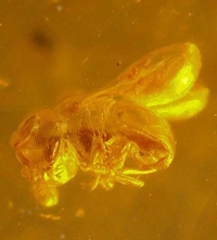  Wasps in amber Baltic