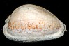 cypraeidae fossil
