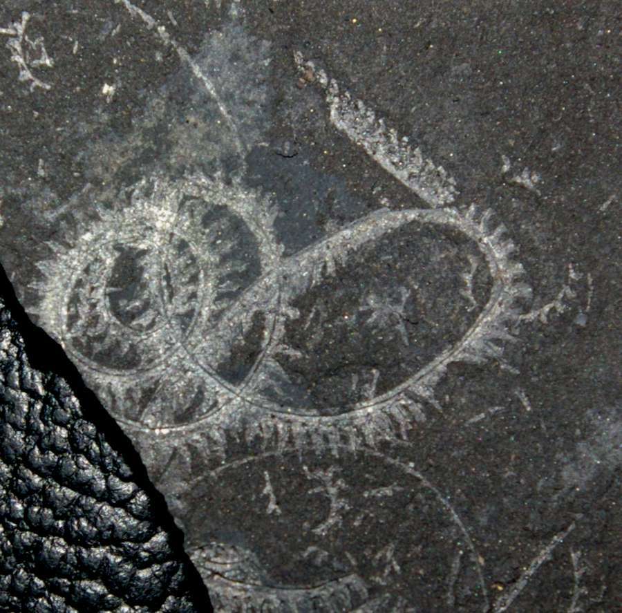 Silurian, Wenlockian spiral graptolite 