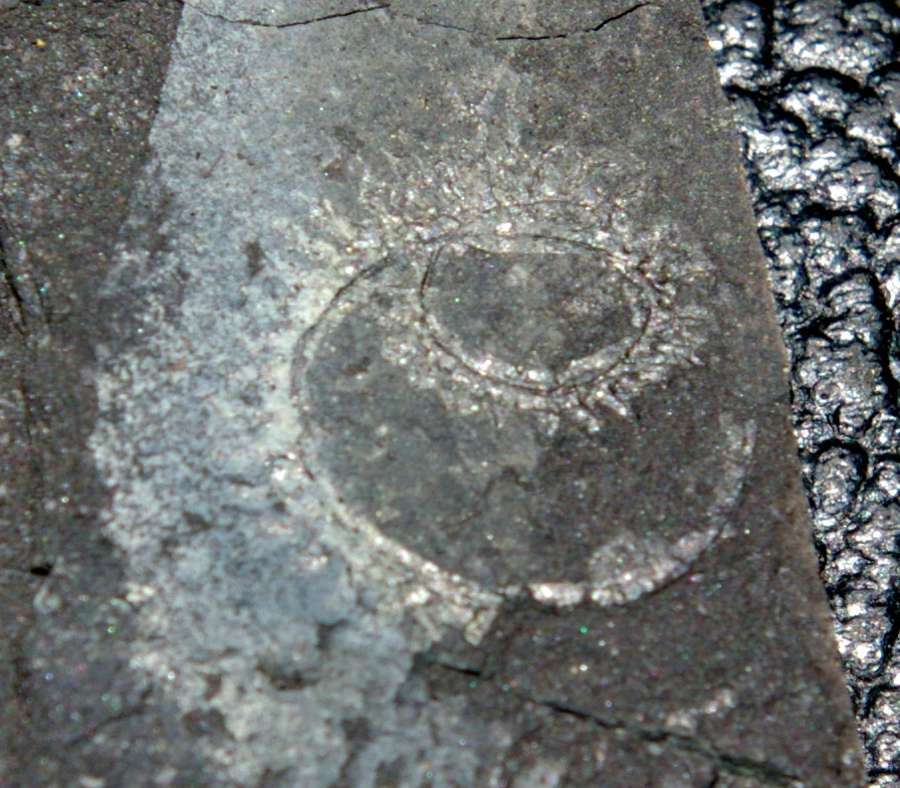 spiral graptolite  