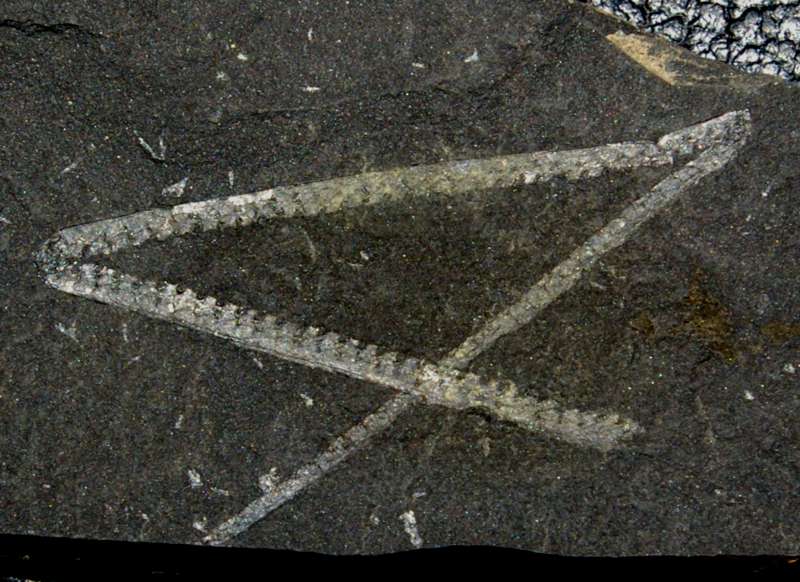  fossils groptolite  