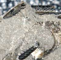 Cambrian Graptolite