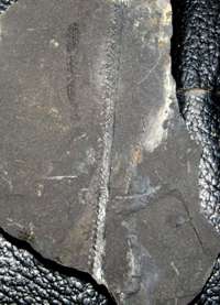 Cambrian Graptolite