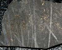 fossils graptolites