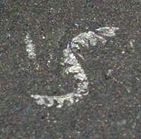 fossils graptolites