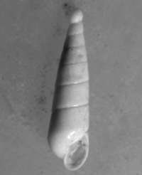 melenellidae fossil