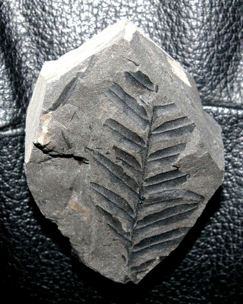 Pennsylvanian plants