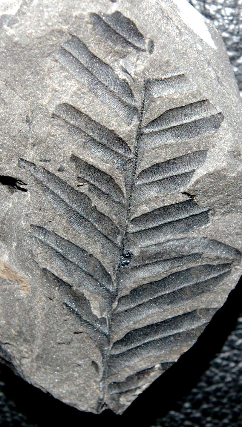 Alethopteris lonchitica