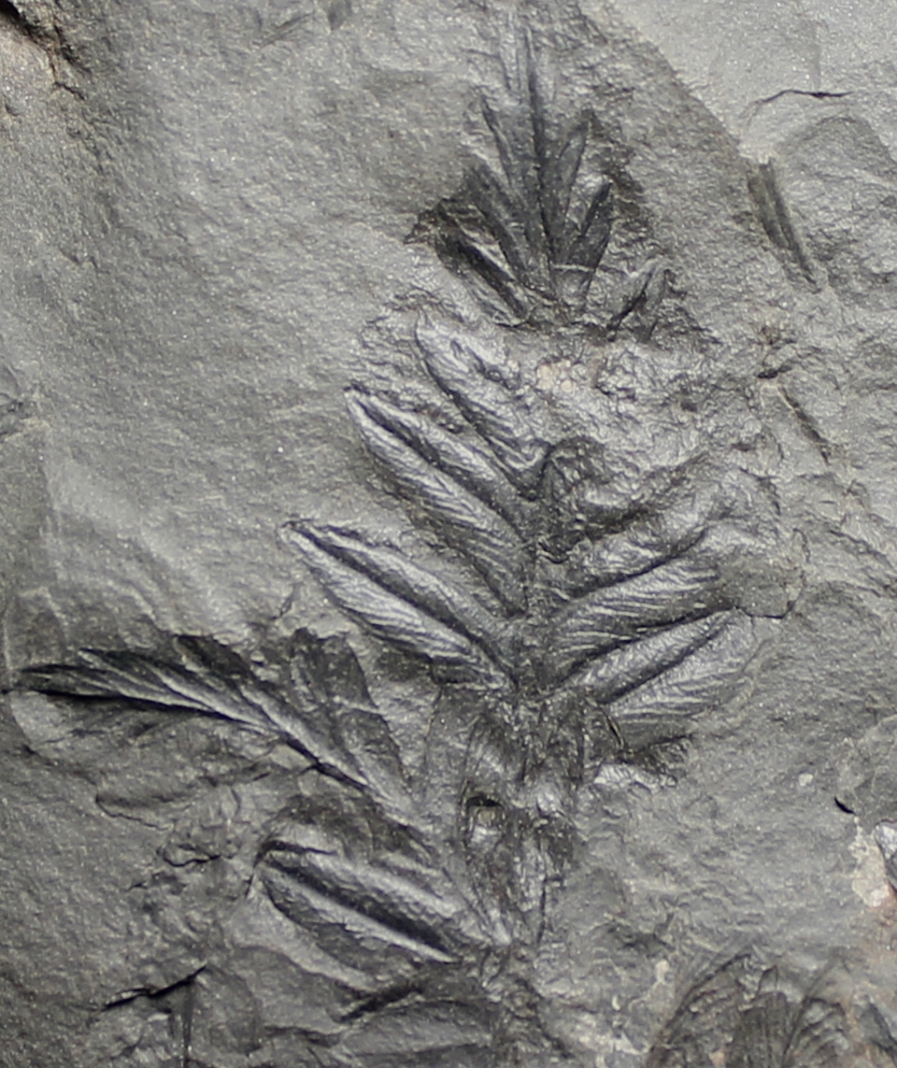 Mariopteris nervosa 